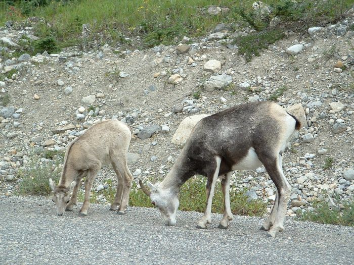 Stone sheep on the Alaskan Highway